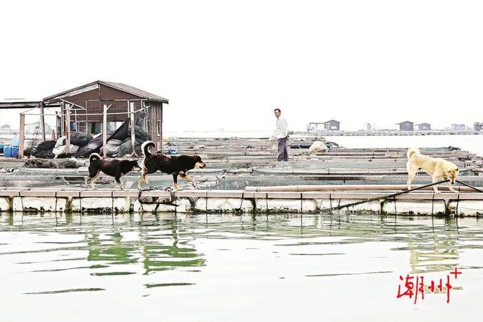 沿海行丨潮州饶平汛洲岛：世外桃源在沿海经济带建设中的乡村机遇