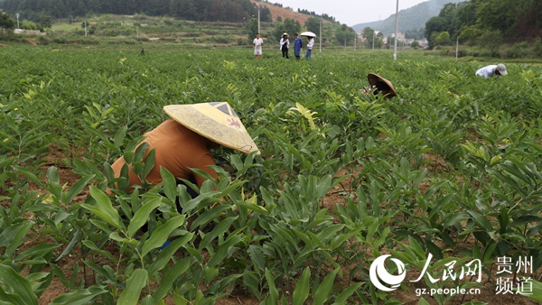 贵州玉屏：6000亩中药材种植助推乡村振兴