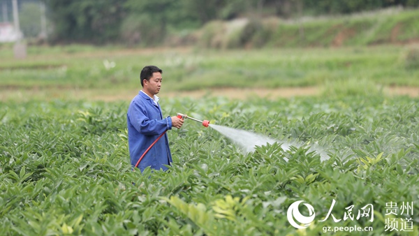 贵州玉屏：6000亩中药材种植助推乡村振兴