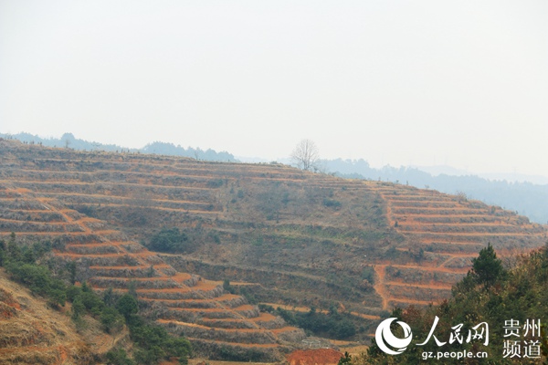 贵州玉屏：6000亩中药材种植助推乡村振兴