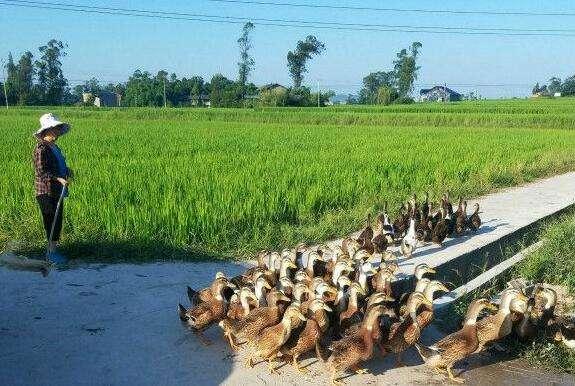 闲置田地种植致富_闲置土地种植_致富闲置种植田地补贴政策