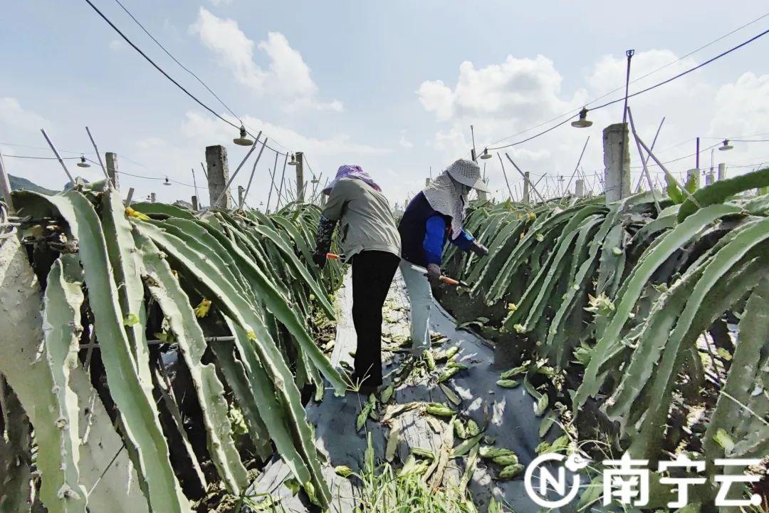 种苹果脱贫致富_种植水果脱贫致富_扶贫水果