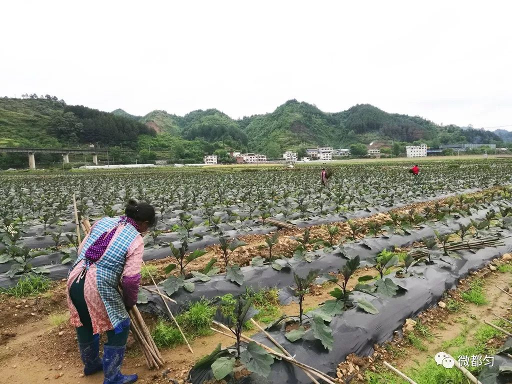 贵州石蛙养殖技术_贵州养石蛙基地_贵州石蛙养殖技术视频