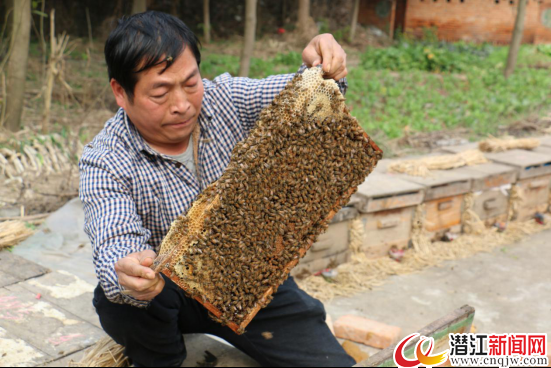 养殖蜜蜂致富视频_蜜蜂视频致富养殖大师_蜜蜂视频致富养殖网