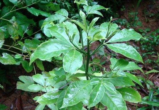 种植岗梅致富吗_种植致富经_致富种植视频全集