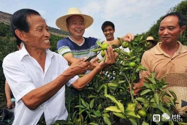 农村三大种植项目市场很广，做好可以赚大钱，农民别再错过时机了