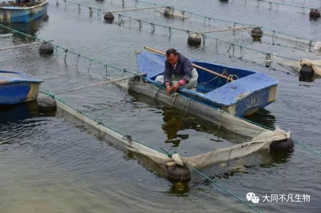 底播海参养殖技术_海参养殖播底技术有哪些_海参养殖过程