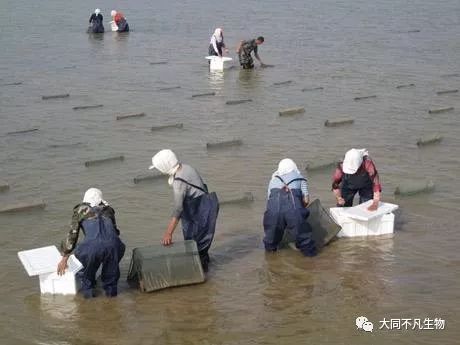 海参养殖播底技术有哪些_海参养殖过程_底播海参养殖技术