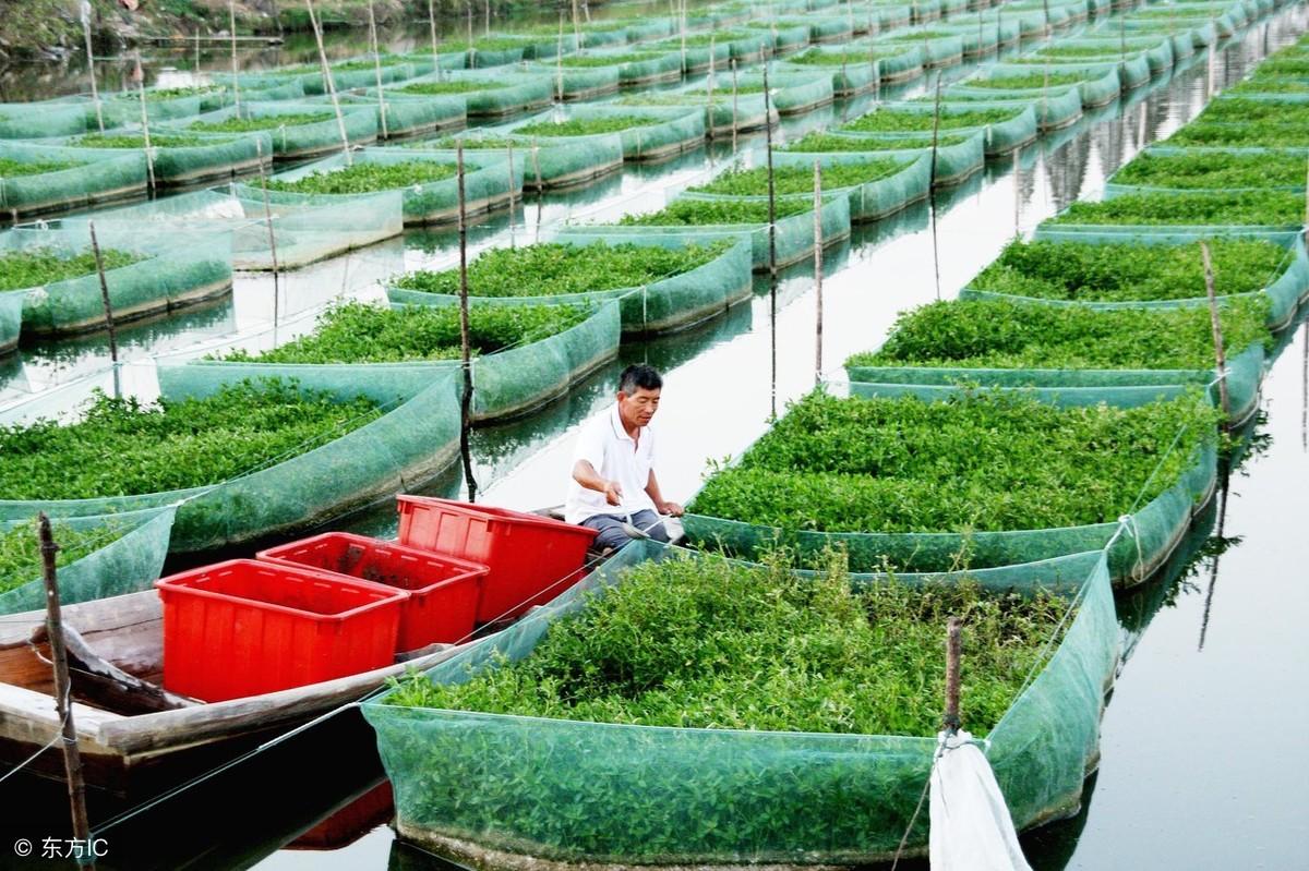 豆渣养殖蝇蛆技术_养殖豆渣蝇蛆技术规程_豆渣养蝇蛆高产技术