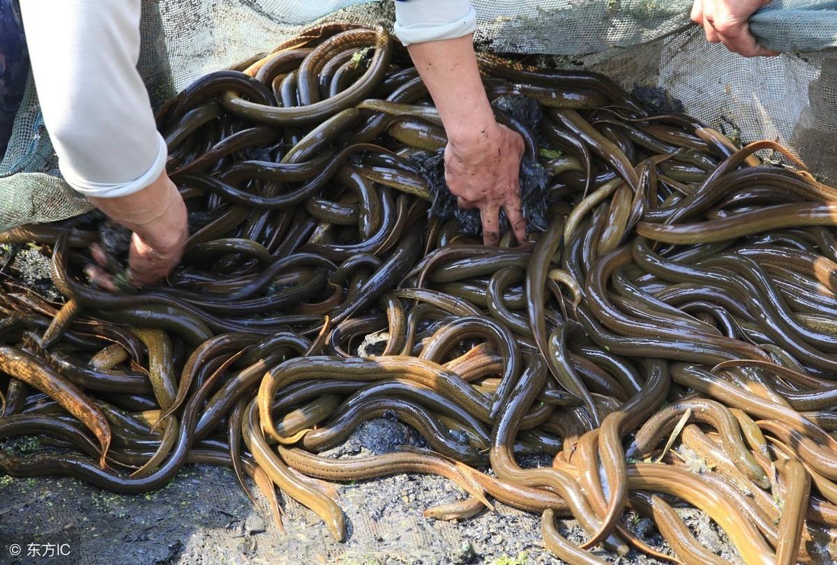 豆渣养殖蝇蛆技术_豆渣养蝇蛆高产技术_养殖豆渣蝇蛆技术规程