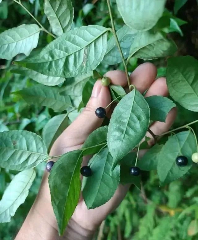 致富经种植草莓_种植致富经_种植岗梅致富吗