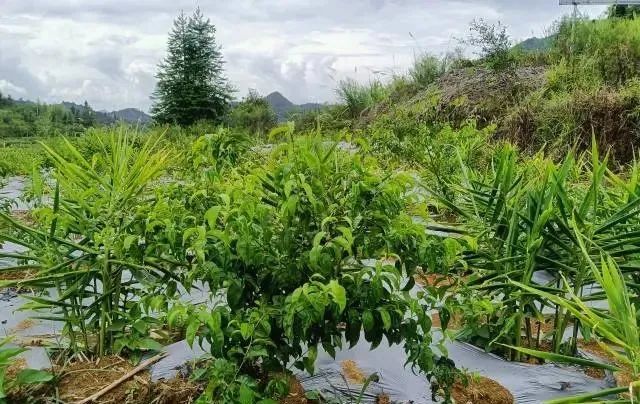 种植致富经_种植岗梅致富吗_致富经种植草莓