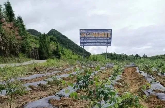 种植岗梅致富吗_致富经种植草莓_种植致富经