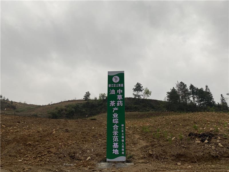 致富经种植草莓_种植岗梅致富吗_种植致富业