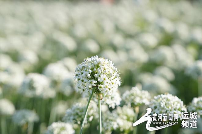 运城致富种植_山西运城适合种植什么药材_运城种地