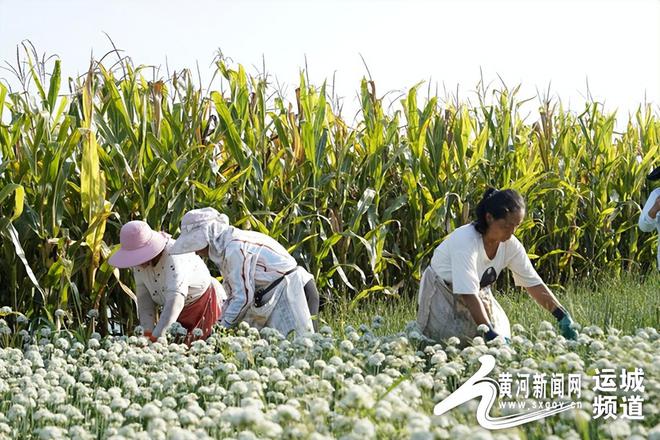 山西运城适合种植什么药材_运城致富种植_运城种地