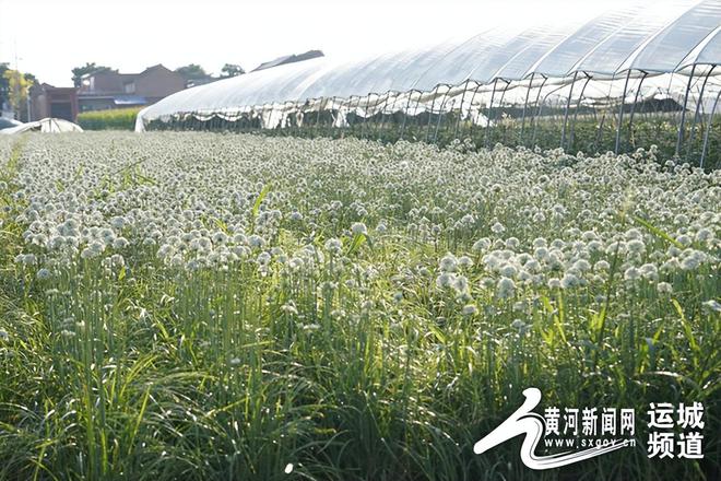 运城种地_山西运城适合种植什么药材_运城致富种植