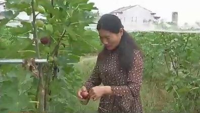 小康种植致富项目_致富与小康_致富小康种植项目有哪些