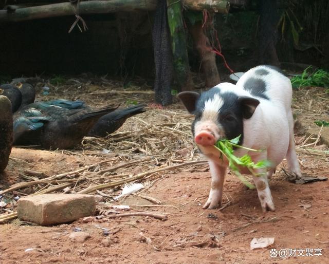 致富养猪网_猪养殖致富案例_养猪致富经养殖业