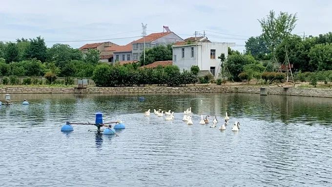 鳊鱼养殖技术百度百科_鳊鱼怎么养殖技术_鲮鱼养殖技术