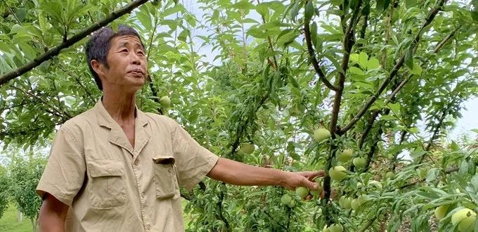 鳊鱼养殖技术百度百科_鲮鱼养殖技术_鳊鱼怎么养殖技术