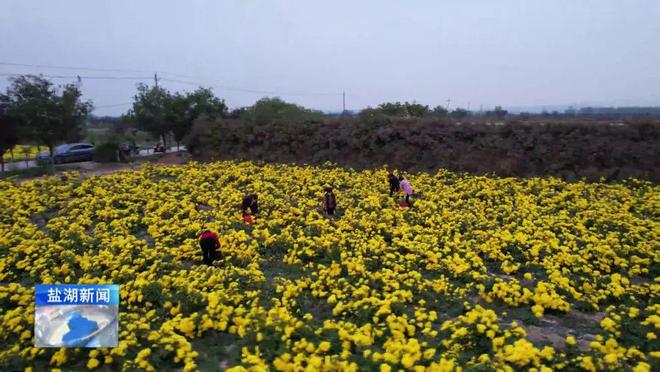 运城致富经_运城地区适合种植什么药材_运城致富种植