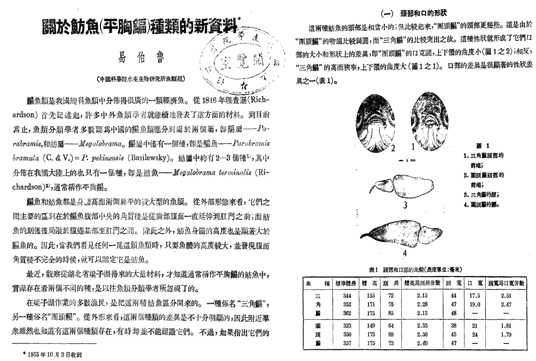 鲌鱼养殖技术_鲮鱼养殖技术_鳊鱼怎么养殖技术