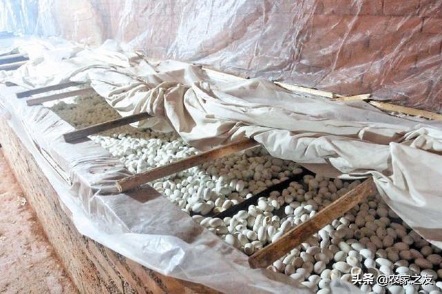 养蛇脱贫致富_致富经养蛇基地_致富经养蛇视频