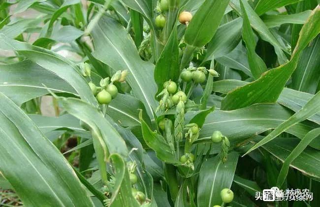 致富茶叶蒲公英种植视频_蒲公英种植技术农村致富经_蒲公英茶叶种植致富