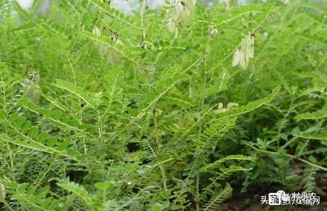 蒲公英茶叶种植致富_致富茶叶蒲公英种植视频_蒲公英种植技术农村致富经