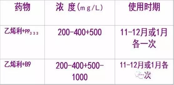 糯米糍荔枝怎么种植_种植糯米糍荔枝技术要求_糯米糍荔枝种植技术