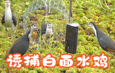 白面水鸡的功效与作用(白面水鸡的功效与作用：提高免疫力、促进消化、滋补身体)