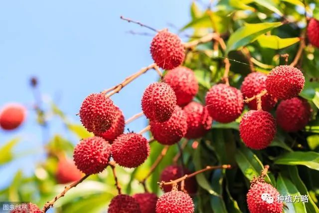 糯米糍荔枝种植技术_种植糯米糍荔枝技术视频_糯米糍荔枝怎么种植