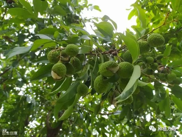 糯米糍荔枝怎么种植_种植糯米糍荔枝技术视频_糯米糍荔枝种植技术