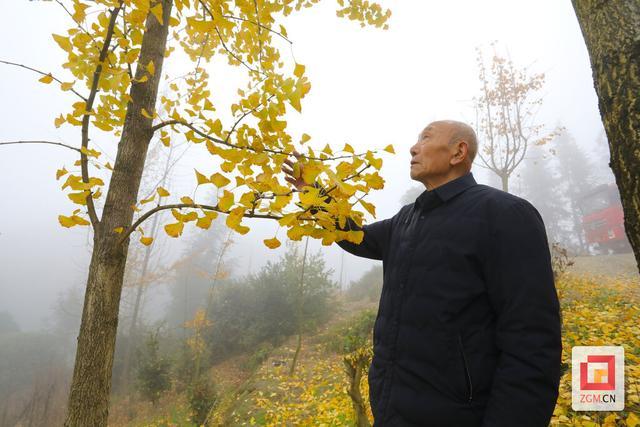 桂花树种植效益怎么样_桂花树值钱_致富经桂花树