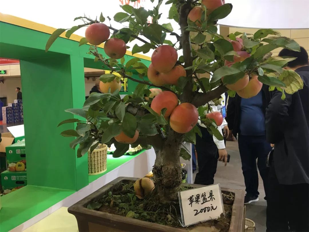 种植盆栽苹果_致富经苹果盆栽_致富盆栽苹果好吃吗