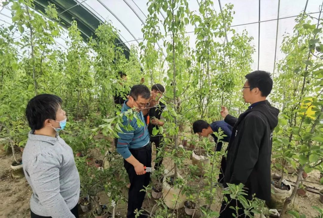 香梨的种植_香梨种植的现状及前景_香梨 种植技术