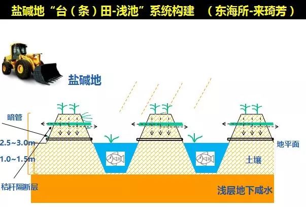 梭鱼养殖周期多长时间_梭鱼养殖技术_养殖技术梭鱼视频教程