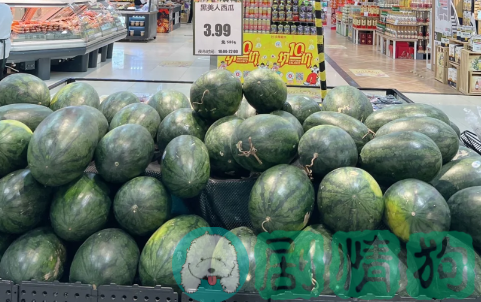 黑美人西瓜什么时候种植最好2
