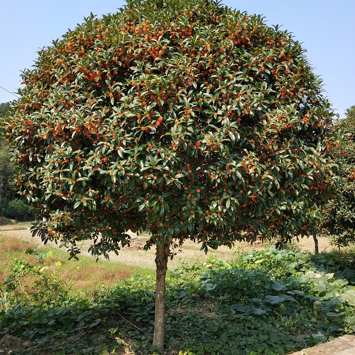 100种常见植物图鉴