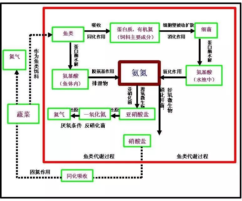 梭鱼养殖周期多长时间_养殖技术梭鱼视频教程_梭鱼养殖技术