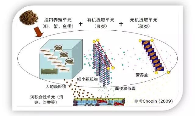 梭鱼养殖技术_梭鱼养殖周期多长时间_养殖技术梭鱼视频教程