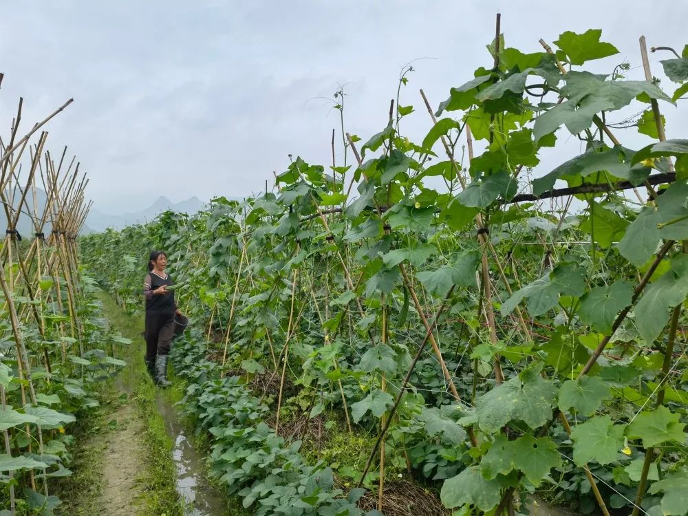 龙岩适合种植什么中药材_龙岩种植致富_龙岩适合种植什么果树