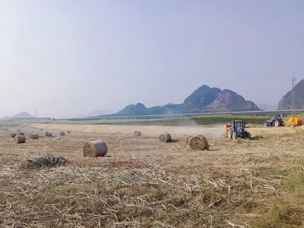 龙岩种植致富_龙岩适合种植什么中药材_龙岩适合种植什么果树