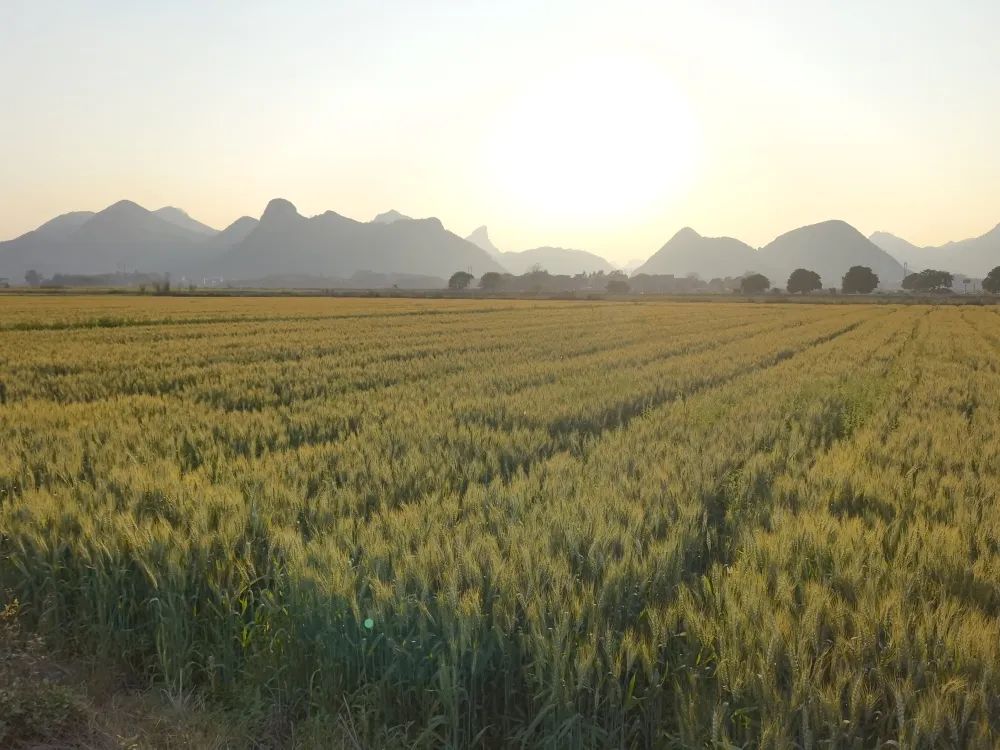 龙岩种植致富_龙岩适合种植什么果树_龙岩适合种植什么中药材