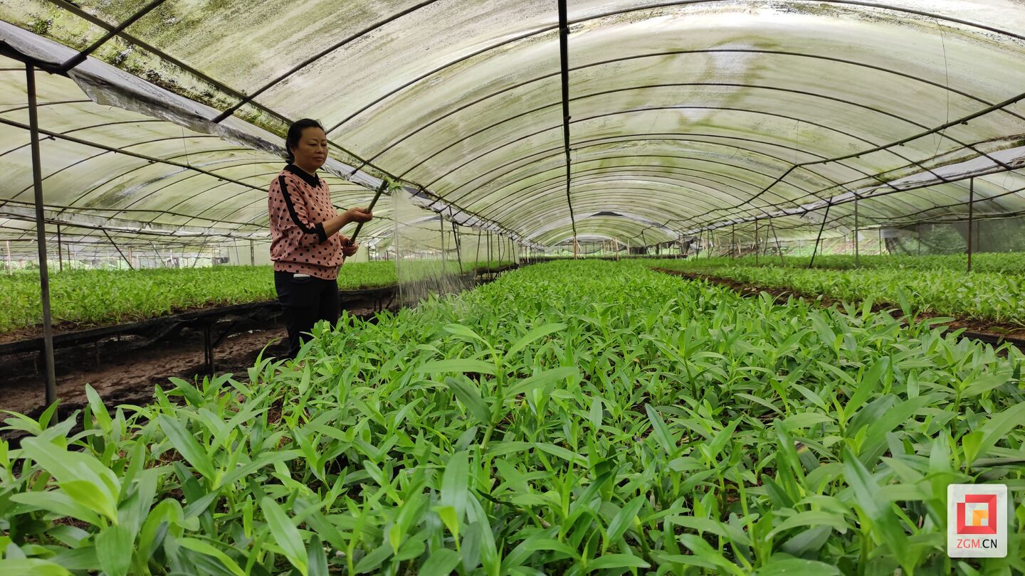 石斛种植致富_致富种植石斛图片_致富种植石斛视频