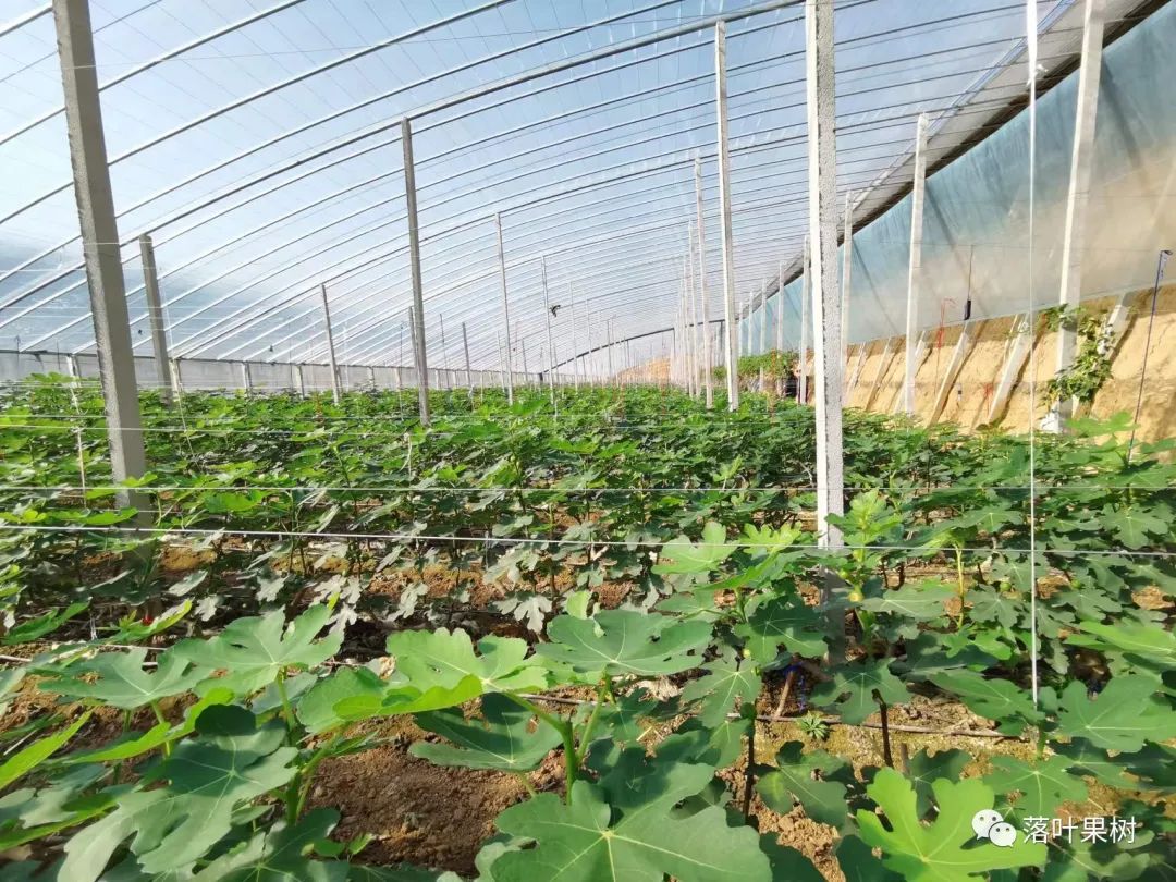 种植果桑树的效益怎么样_桑果树种植技术_桑果树苗种植技术