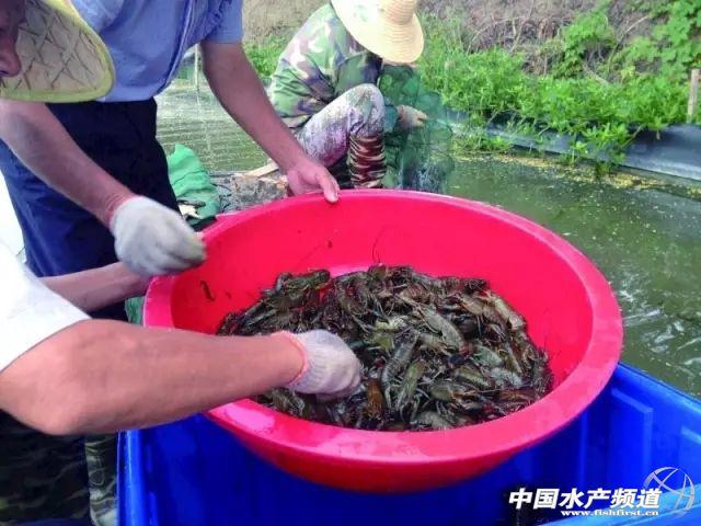 淡水大闸蟹养殖技术_淡水养殖大闸蟹技术要求_淡水养殖大闸蟹怎么样