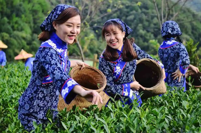 农村致富网种植_农村种植致富系统_乡村致富系统