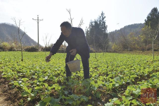 致富辽宁种植党参视频_党参种植效益_辽宁 党参 种植 致富